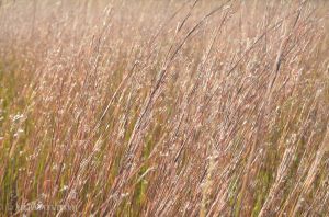 JKW_4507web Prairie Grass.jpg